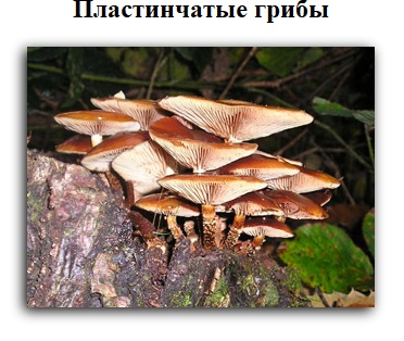 Пластинчатые грибы