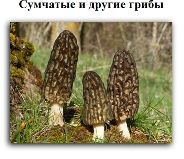 Сумчатые и другие грибы