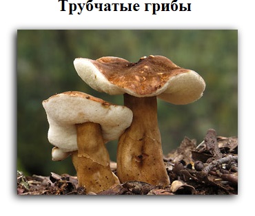 Трубчатые грибы